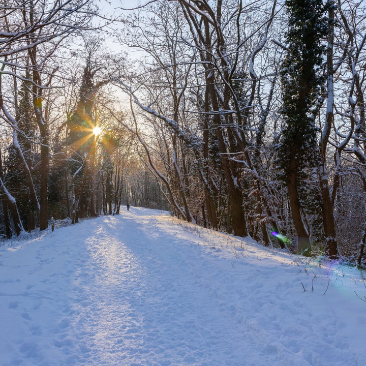 Winterlandschap in het bos