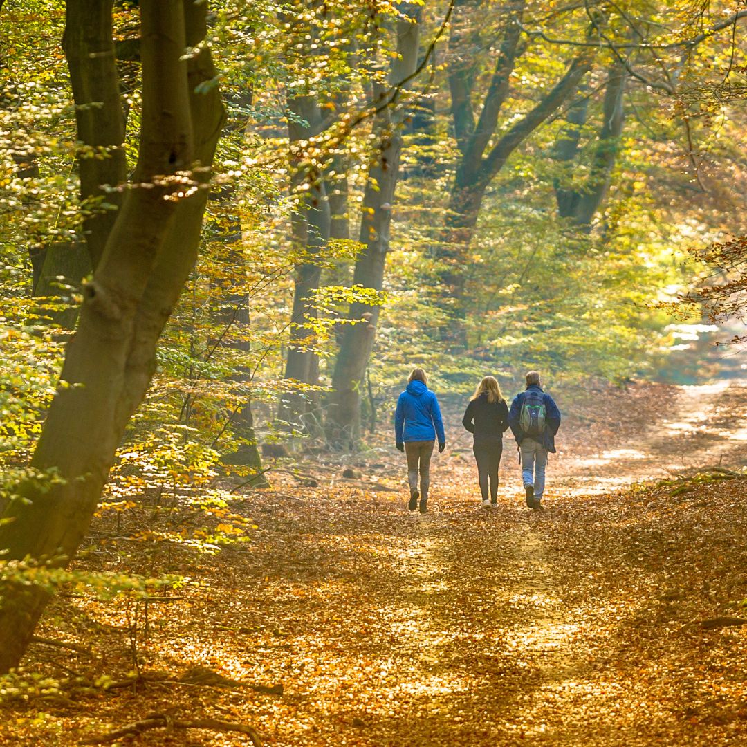 Wandelen in bos