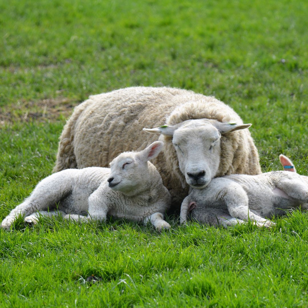 schaap en lammetjes