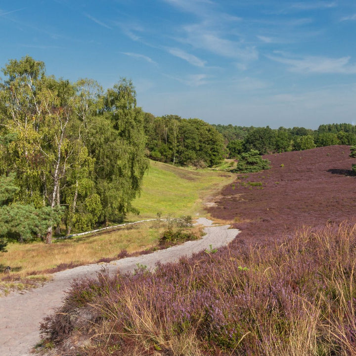 Brunssummerheide