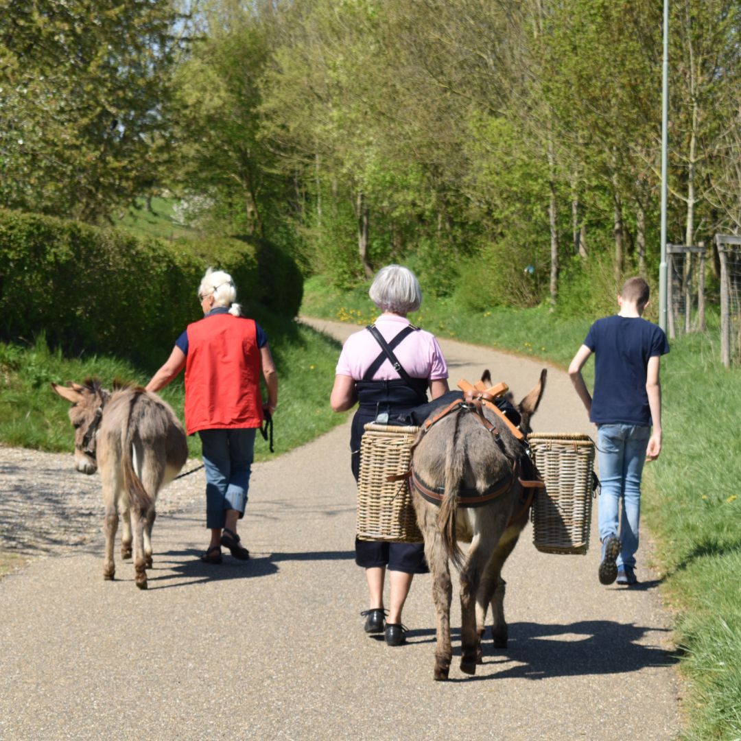 mensen wandelen met de ezels