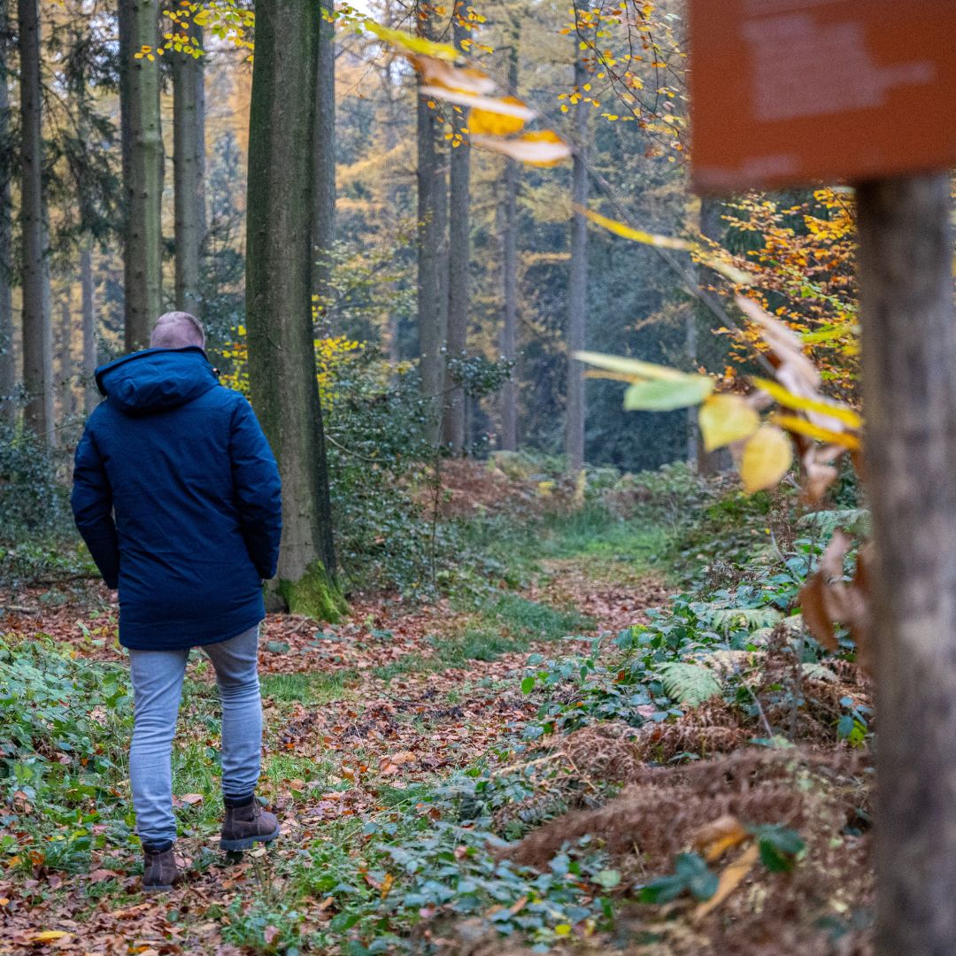 Wandelen in het Vijlenerbos