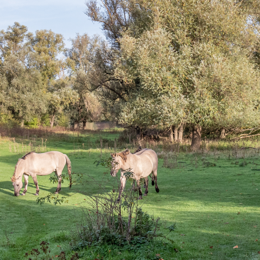 Stap & Hap Eijsden